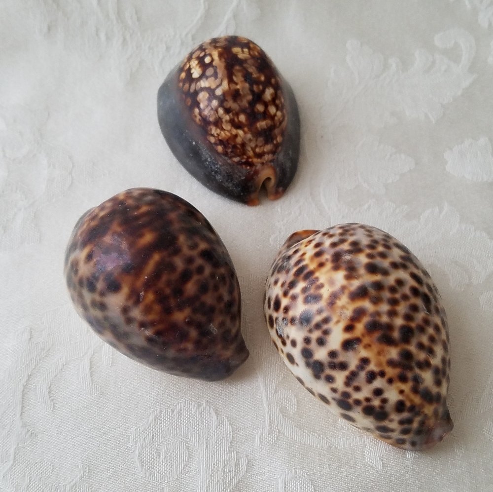 Three Natural Sea Shells - Picture 2 of 12